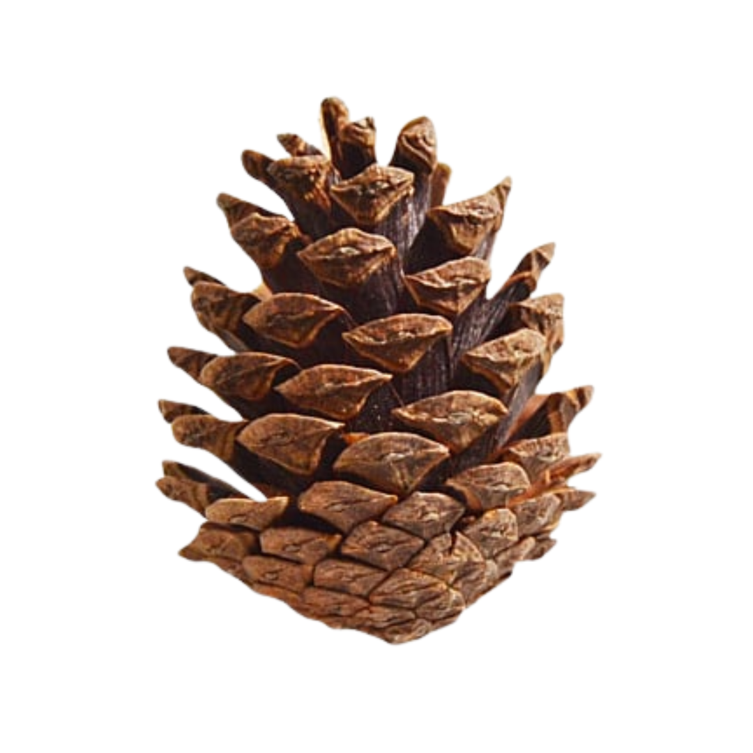 Pine Cone 3-4cm