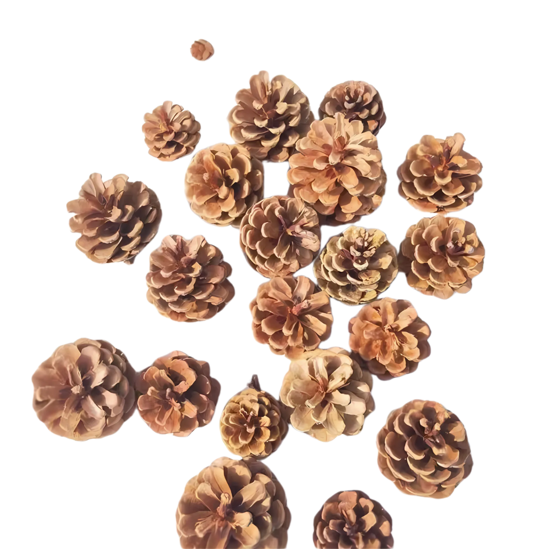 Pine Cone 3-4cm